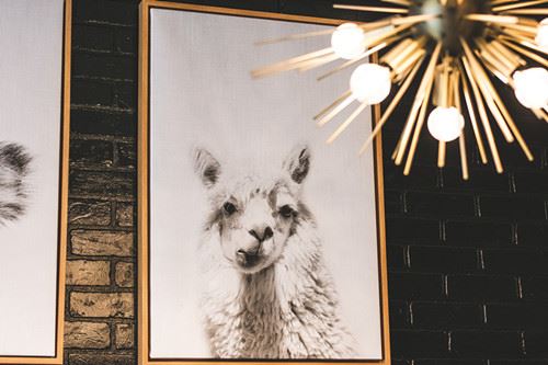 Canva - White Llama Photo_ Canva - White Llama Photo_